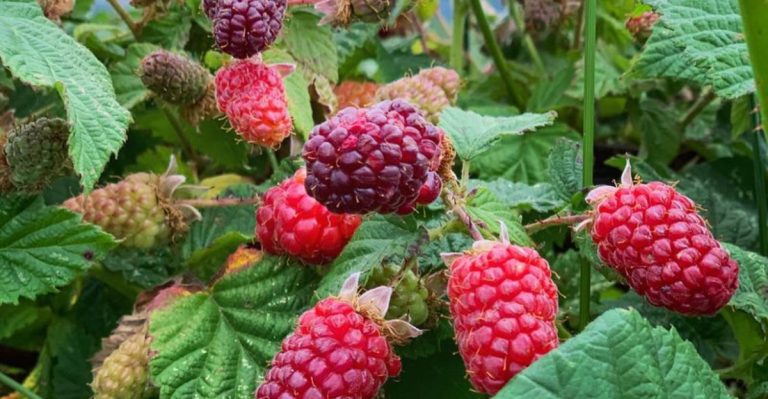 If You Couldn’t Keep Strawberries Alive, These 14 Berries Are Easier to Grow at Home