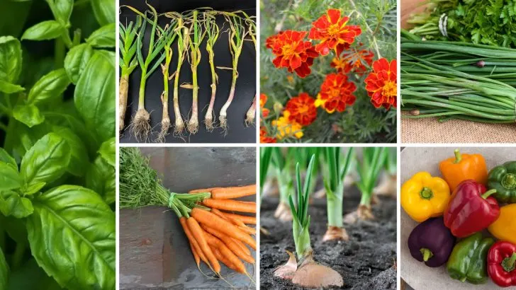 If You Grow Tomatoes Every Summer, These 16 Veggies Deserve a Spot Next to Them