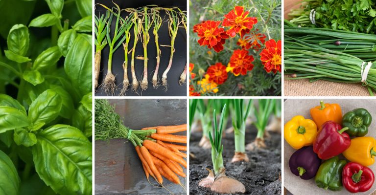 If You Grow Tomatoes Every Summer, These 16 Veggies Deserve a Spot Next to Them