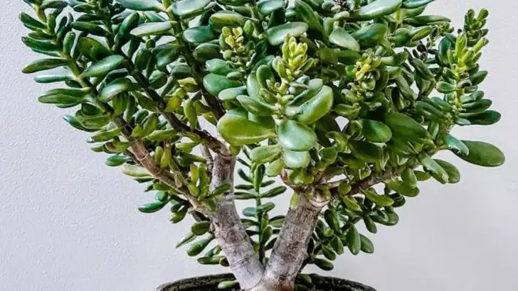 If You Killed a Pothos (Somehow), These 17 Houseplants Might Still Forgive You