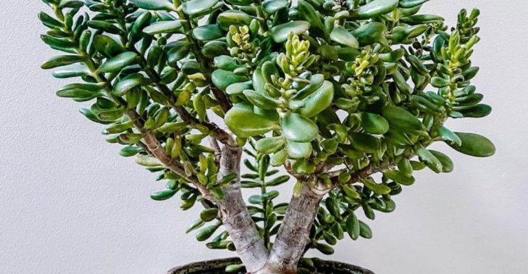 If You Killed a Pothos (Somehow), These 17 Houseplants Might Still Forgive You
