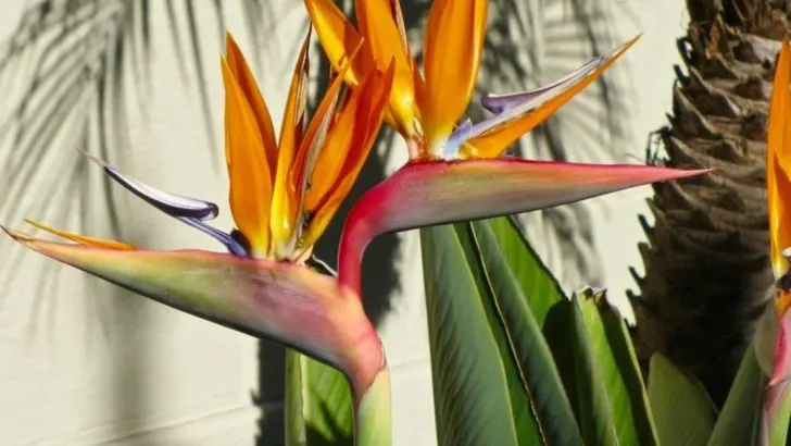 If You Like the Look of a Fiddle Leaf Fig, These 17 Statement Plants Are Just as Striking