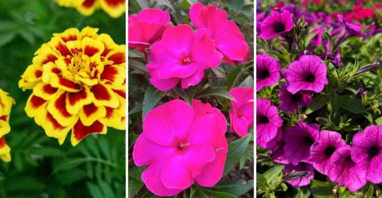 If You Like Zinnias for Their Bright Pops of Color, These 14 Annuals Will Keep the Show Going