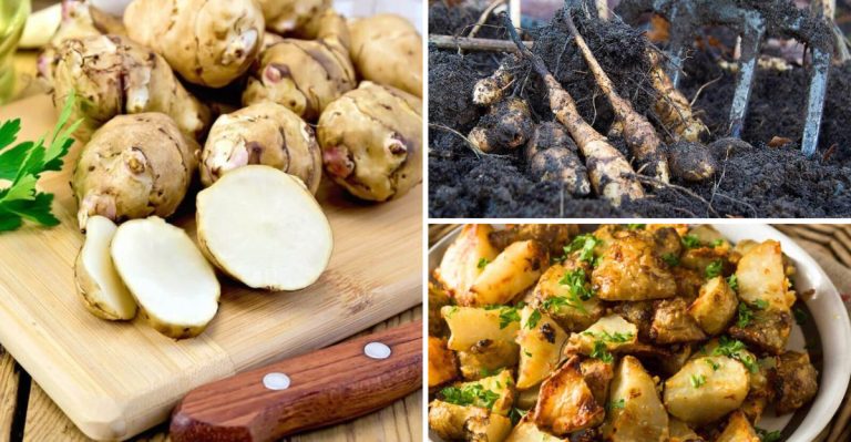 Jerusalem Artichoke: The Crop That’s Way Better Than Potatoes (But No One Grows It)