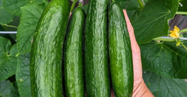 My 2025 Garden Plan – What I’m Growing & How to Get Started as a Beginner Gardener
