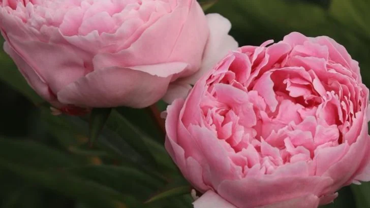 My Garden is a Calendar: 12 Plants That Signal Exactly What to Do Next