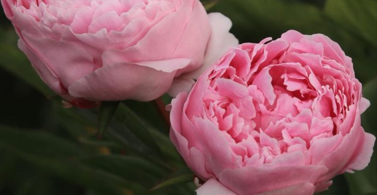 My Garden is a Calendar: 12 Plants That Signal Exactly What to Do Next