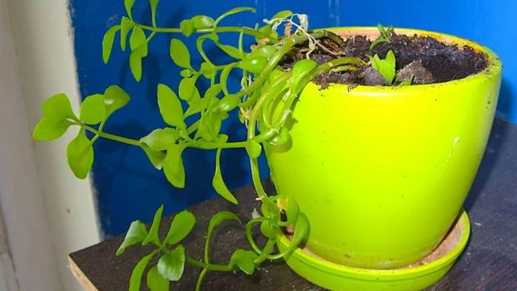 My Plants Started Leaning East—and I Finally Asked Why