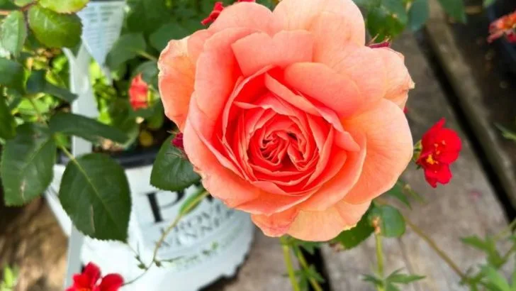 No Borders, No Labels: What Happened When I Stopped Separating Edibles and Ornamentals