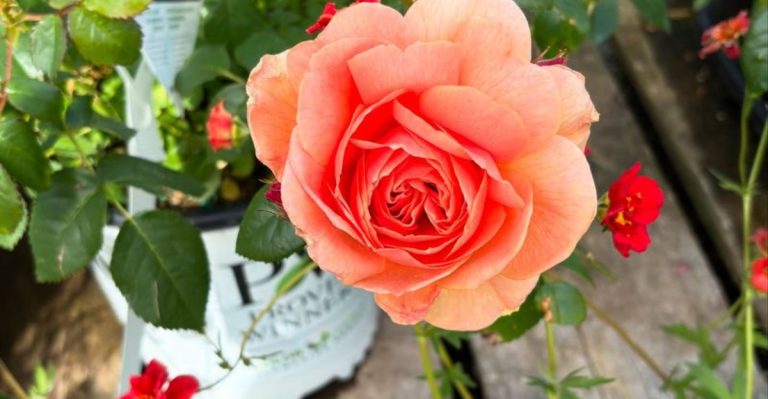 No Borders, No Labels: What Happened When I Stopped Separating Edibles and Ornamentals