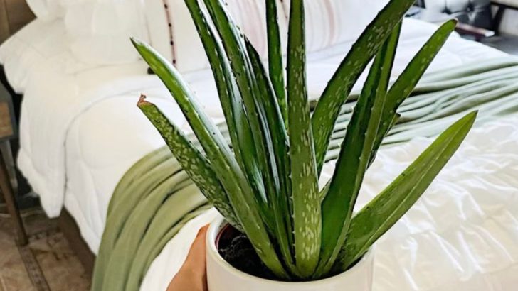 Plants That Absorb WiFi and Electromagnetic Stress—Myth or Microclimate Tool?