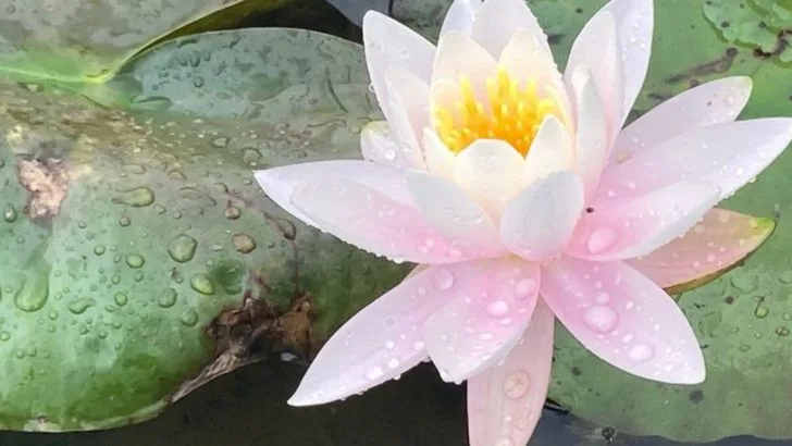 Plants That Attract Frogs—Your Quiet Allies Against Pests