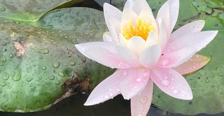 Plants That Attract Frogs—Your Quiet Allies Against Pests