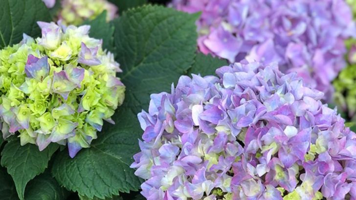 Plants That Change Color Based on Soil pH (And What It’s Telling You)