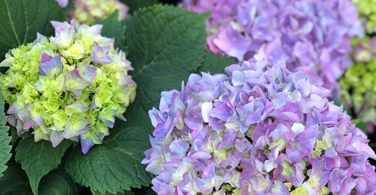 Plants That Change Color Based on Soil pH (And What It’s Telling You)