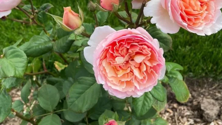 Plants That Only Thrive When Grown in Odd Numbers