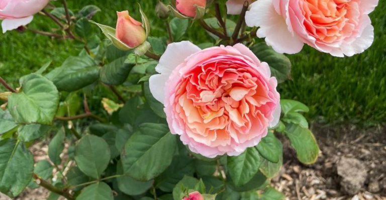 Plants That Only Thrive When Grown in Odd Numbers