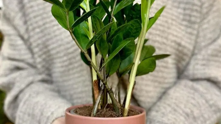 Plants That Only Thrive When You Don’t Look at Them Too Often