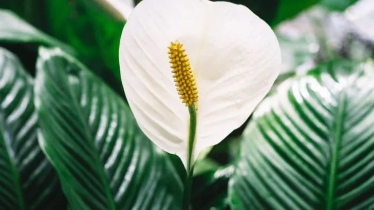 Plants That Prefer Silence: Avoiding Noise-Sensitive Species in Urban Gardens