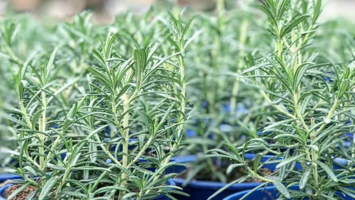 Plants That Thrive Next to Lavender (And Those That Suffocate It)