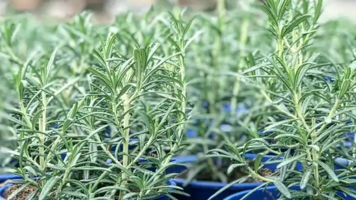 Plants That Thrive Next to Lavender (And Those That Suffocate It)