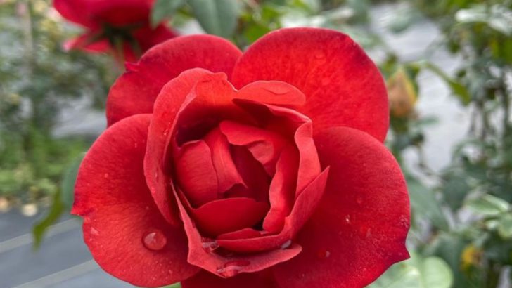 Plants That Turn Yellow, Purple, or Red When They Lack Nutrients—A Living Soil Test