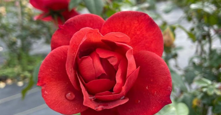 Plants That Turn Yellow, Purple, or Red When They Lack Nutrients—A Living Soil Test