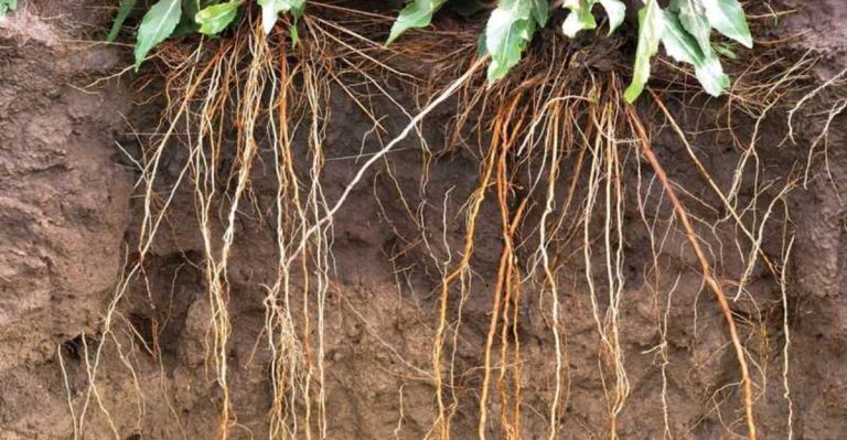 Root Maps: How Plant Roots Choose Their Neighbors (And How You Can Help)