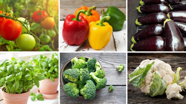 Seeds vs. Transplants: 21 Plants You Should Never Start from Seed