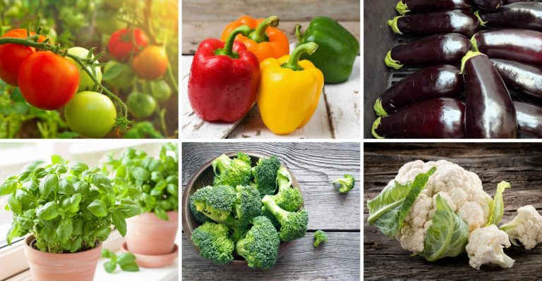 Seeds vs. Transplants: 21 Plants You Should Never Start from Seed