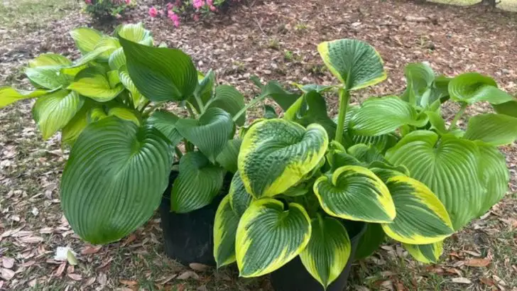 Shadow Farming: Crops That Only Thrive in Other Plants’ Shade