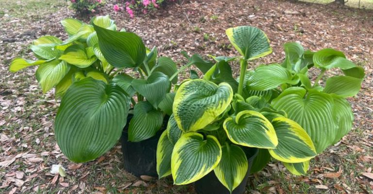 Shadow Farming: Crops That Only Thrive in Other Plants’ Shade