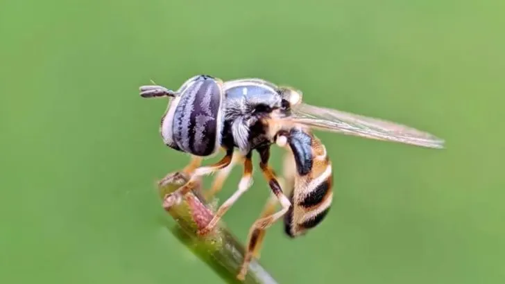 Soundless Pollinators: The Insects You Never Noticed (But Should)