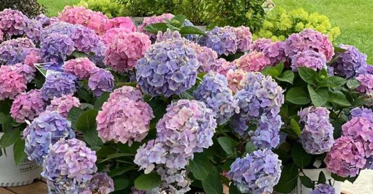 Southern Gardeners Laugh at Northern “Drought-Resistant” Plant Lists
