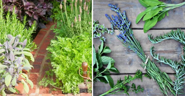 Step Into 250 Years of Living History in Old Salem’s Heirloom Gardens