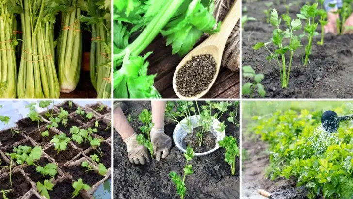 Stop Buying Celery – 15 Tips to Grow a Steady Supply at Home