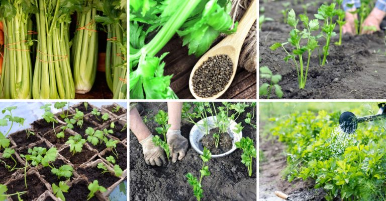 Stop Buying Celery – 15 Tips to Grow a Steady Supply at Home
