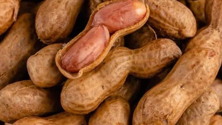 Stop Feeding Birds These 15 ‘Healthy’ Foods (Use These 8 Instead)