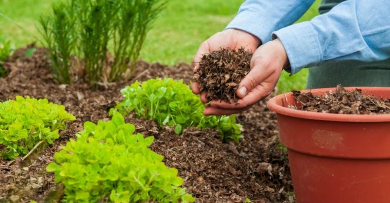 Stop Following These 7 ‘Sustainable’ Gardening Tips – They’re Destroying Your Soil (Do These 5 Instead)