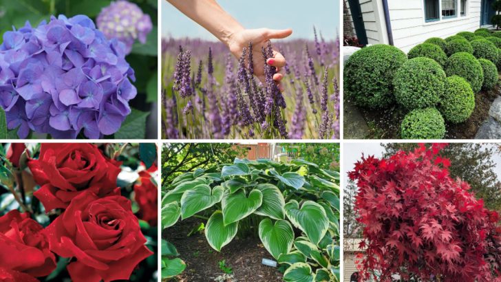 Stop Losing Home Value to Poor Curb Appeal—27 Street-Side Plants That Actually Sell Houses