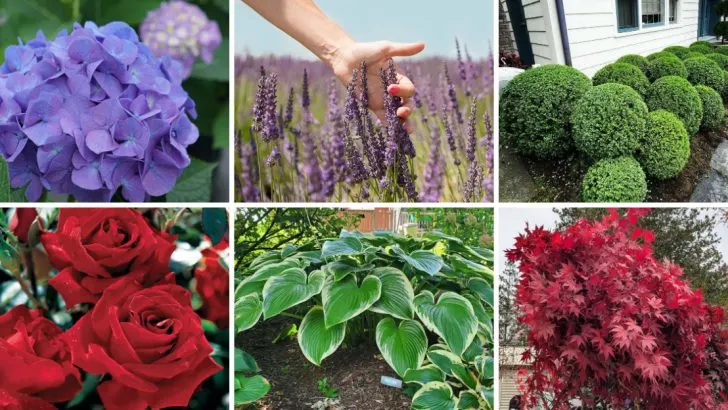 Stop Losing Home Value to Poor Curb Appeal—27 Street-Side Plants That Actually Sell Houses