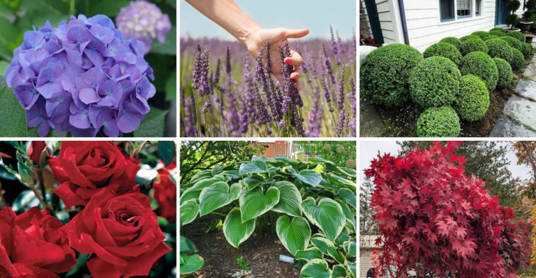 Stop Losing Home Value to Poor Curb Appeal—27 Street-Side Plants That Actually Sell Houses