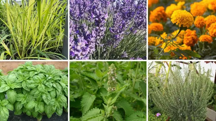 Stop Mosquitoes from Ruining Your Summer—22 Plants That Actually Repel Them