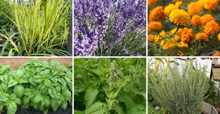 Stop Mosquitoes from Ruining Your Summer—22 Plants That Actually Repel Them