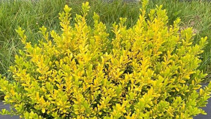 Stop Paying for Hedge Trimming—Plants That Shape Themselves Perfectly