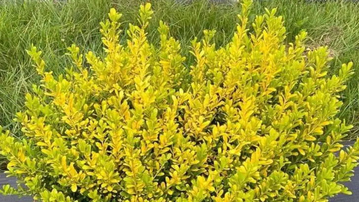 Stop Paying for Hedge Trimming—Plants That Shape Themselves Perfectly