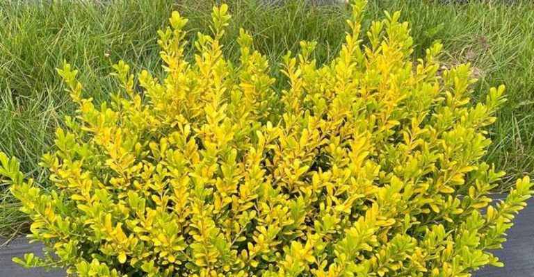 Stop Paying for Hedge Trimming—Plants That Shape Themselves Perfectly