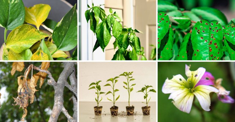 Stop Plant Disasters Before They Happen—22 Early Warning Signs Every Homeowner Must Know