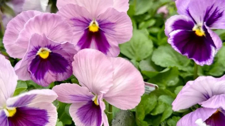 Stop Planting These 11 Front Yard Flowers, They Flop by Mid-Summer (Try These 11 Instead)