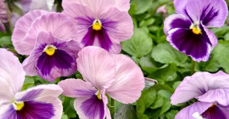 Stop Planting These 11 Front Yard Flowers, They Flop by Mid-Summer (Try These 11 Instead)